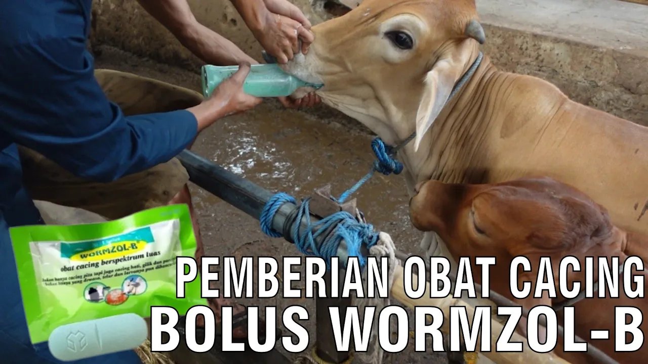 
                                 Pemberian-Obat-Cacing-Bolus-Wormzol-B